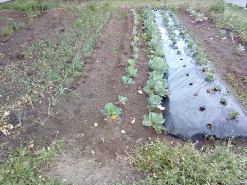 consociação de hortícolas maio espombal